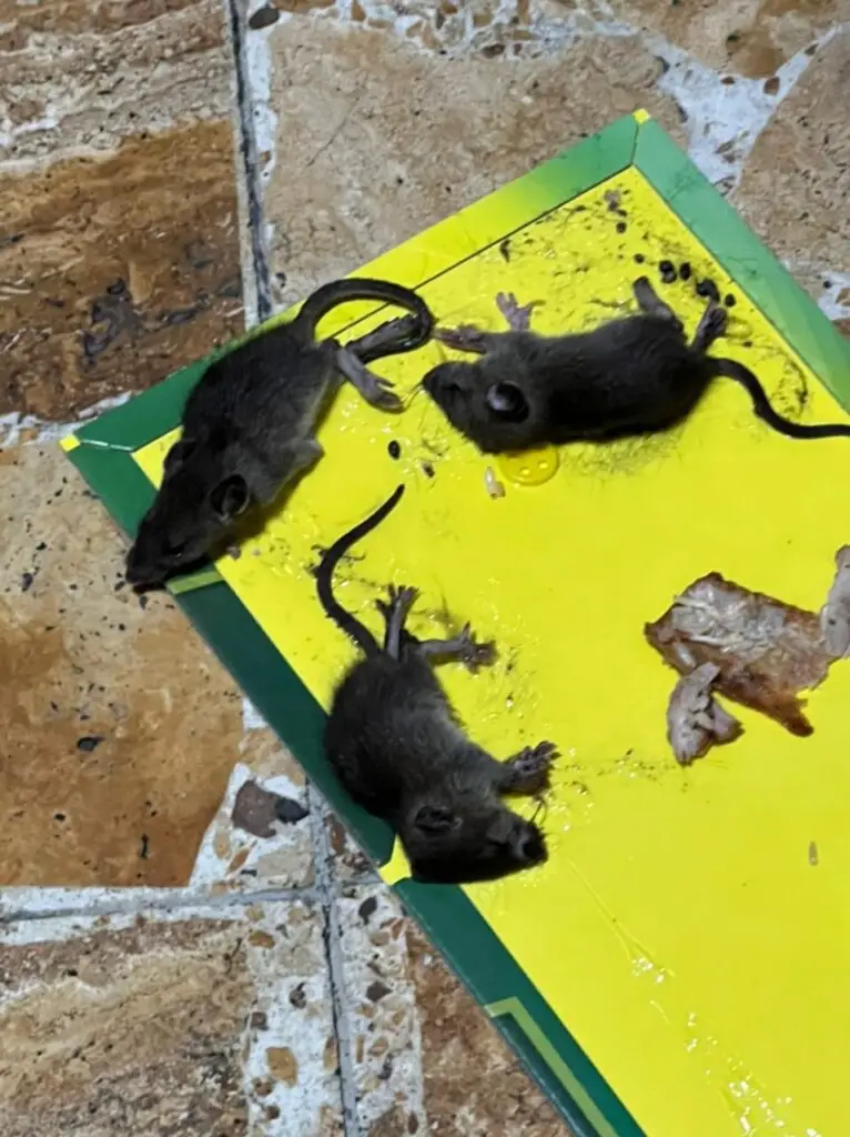 exterminar ratas